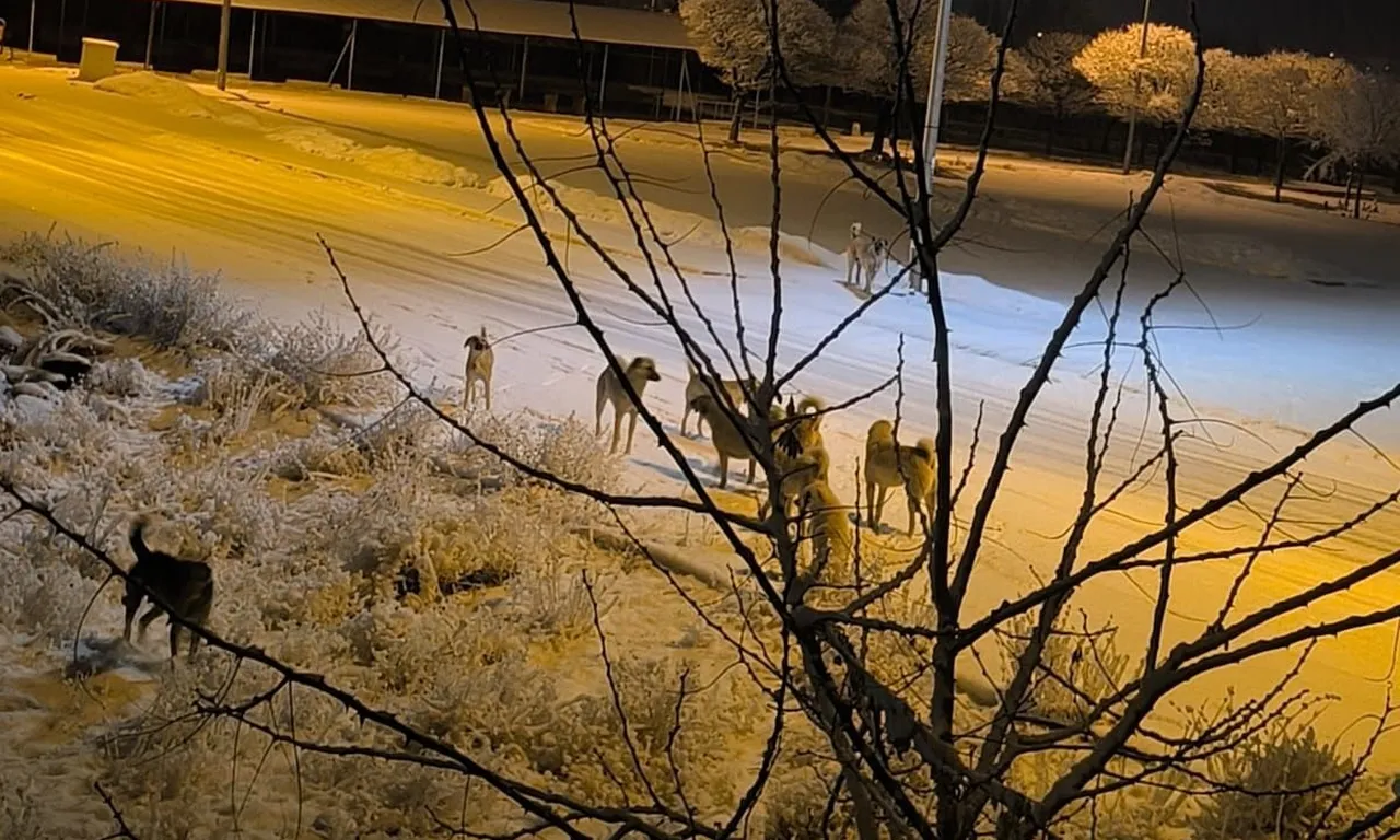 Kayseri'de dehşet anı! Sokak köpeği kız çocuğuna saldırdı