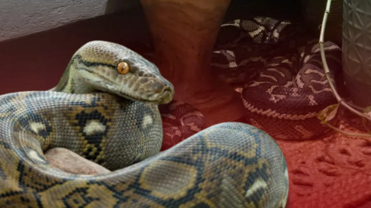 Uykusunda kabusu yaşadı! Göğsünde 2,5 metrelik pitonla uyandı