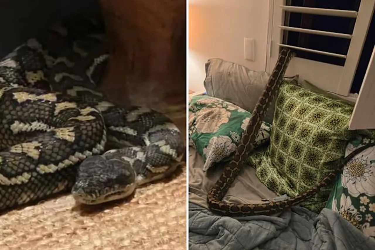 Uykusunda kabusu yaşadı! Göğsünde 2,5 metrelik pitonla uyandı