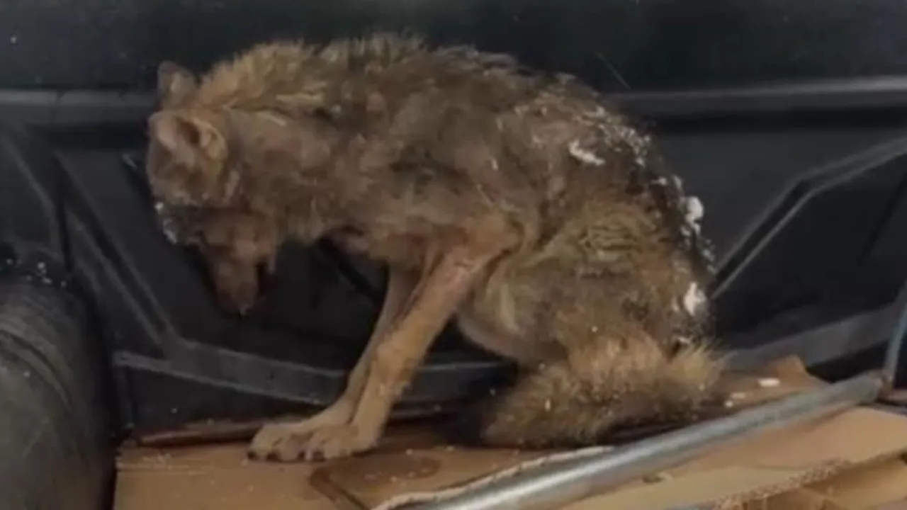 Aç kalan kurt, köpek barınağına sığındı