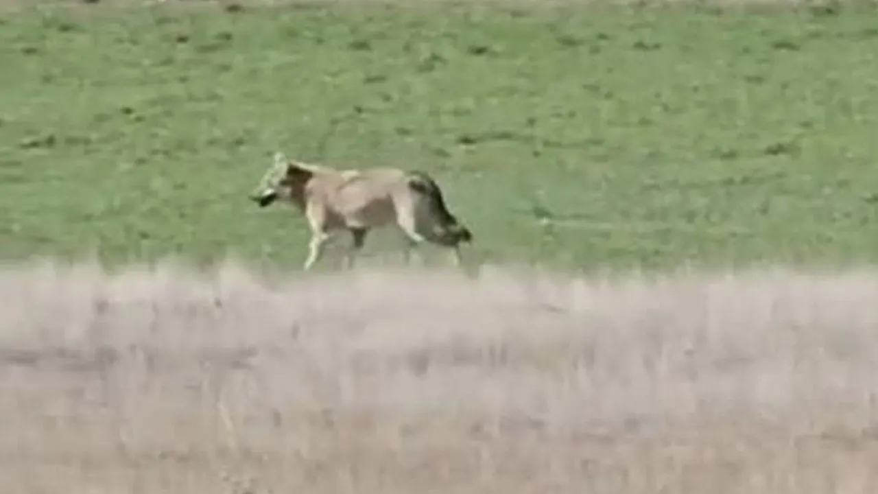 Ankara'da aç kalan kurtlar tarlaya indi
