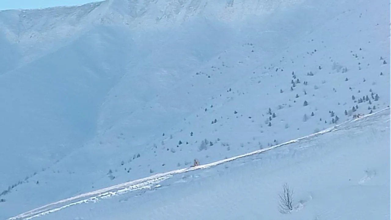 Artvinde çığ felaketi! Kayıp çobanı 145 kişi arıyor