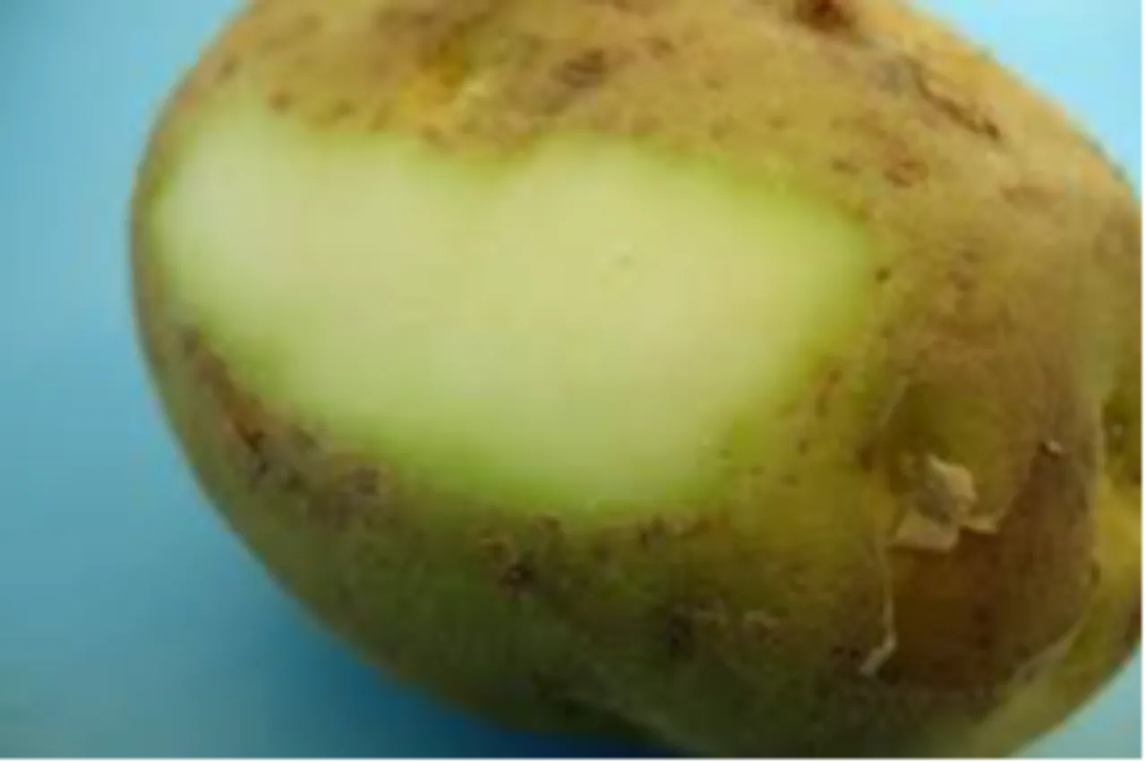 Bazıları tek lokmada, bazıları 20 dakikada öldürüyor! Dünyanın en tehlikeli yiyecekleri belli oldu