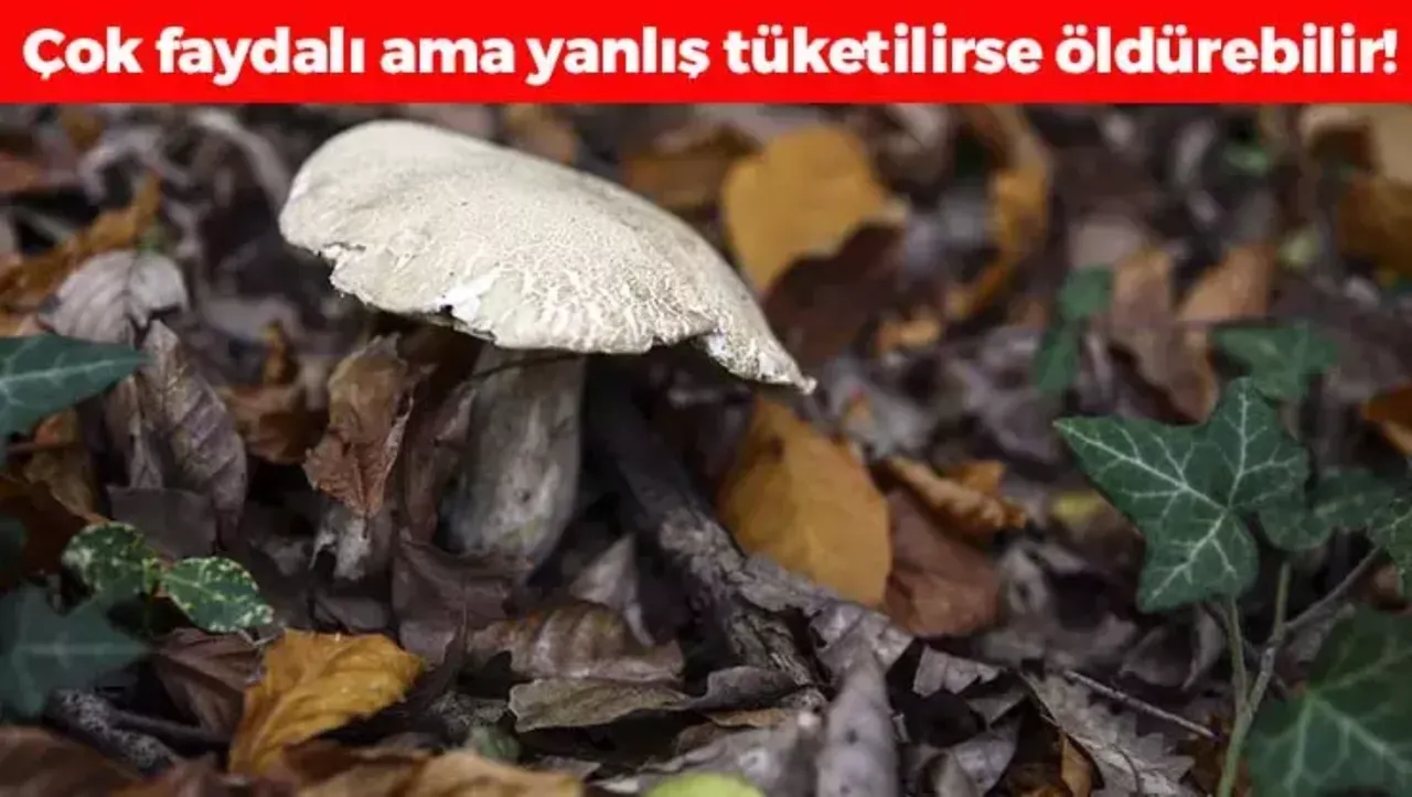 Bazıları tek lokmada, bazıları 20 dakikada öldürüyor! Dünyanın en tehlikeli yiyecekleri belli oldu