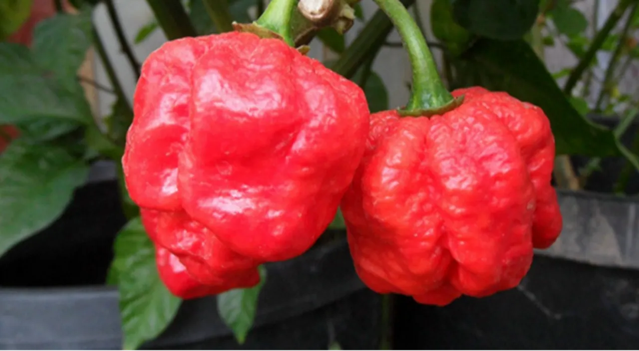 Bazıları tek lokmada, bazıları 20 dakikada öldürüyor! Dünyanın en tehlikeli yiyecekleri belli oldu