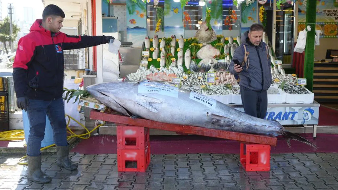 Karadenizde 353 kiloluk dev orkinos yakalandı: Kilosu 400 TLden satılacak