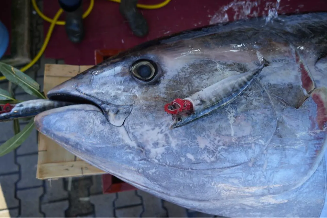 Karadenizde 353 kiloluk dev orkinos yakalandı: Kilosu 400 TLden satılacak