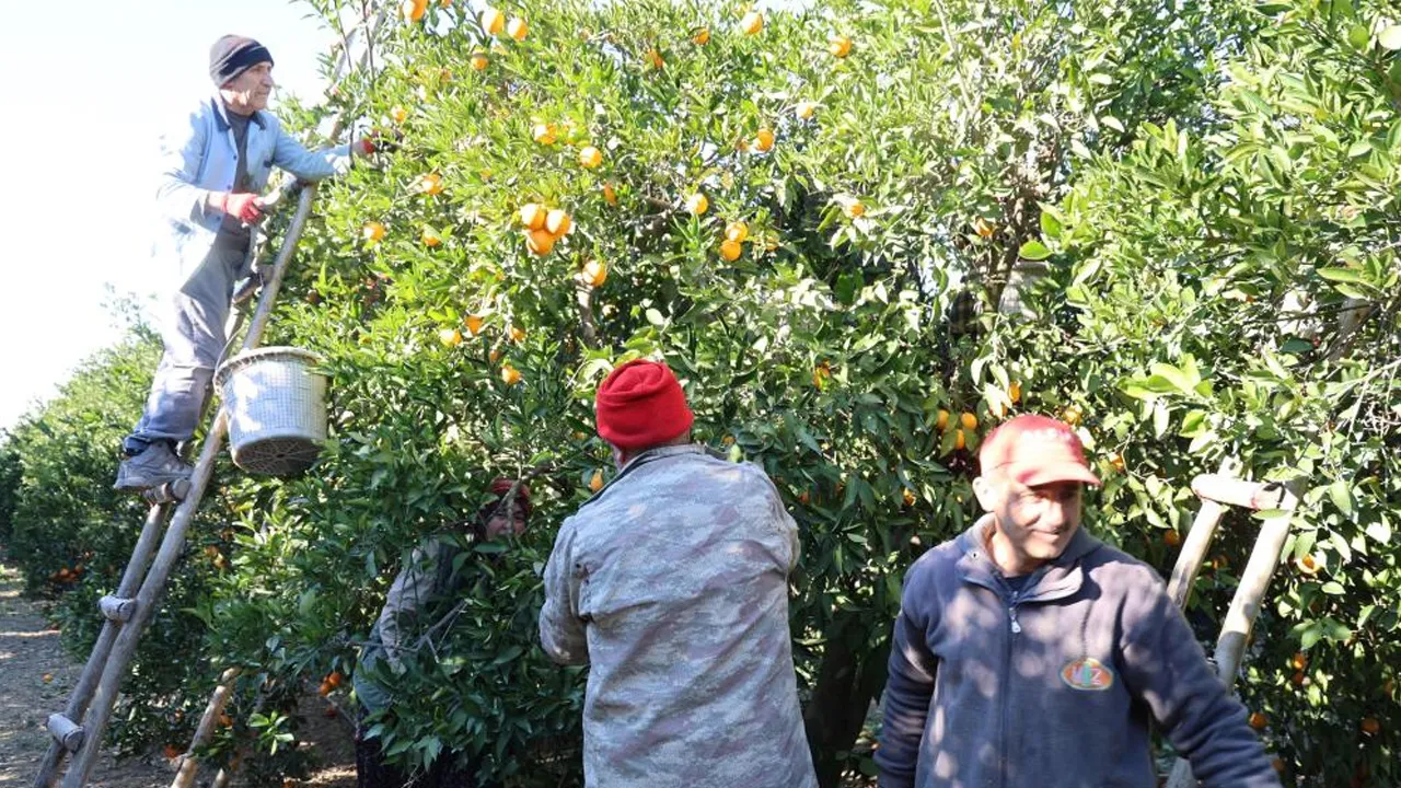 Soğuk havada hasat başladı! Dalında kilosu 13 liradan satılıyor