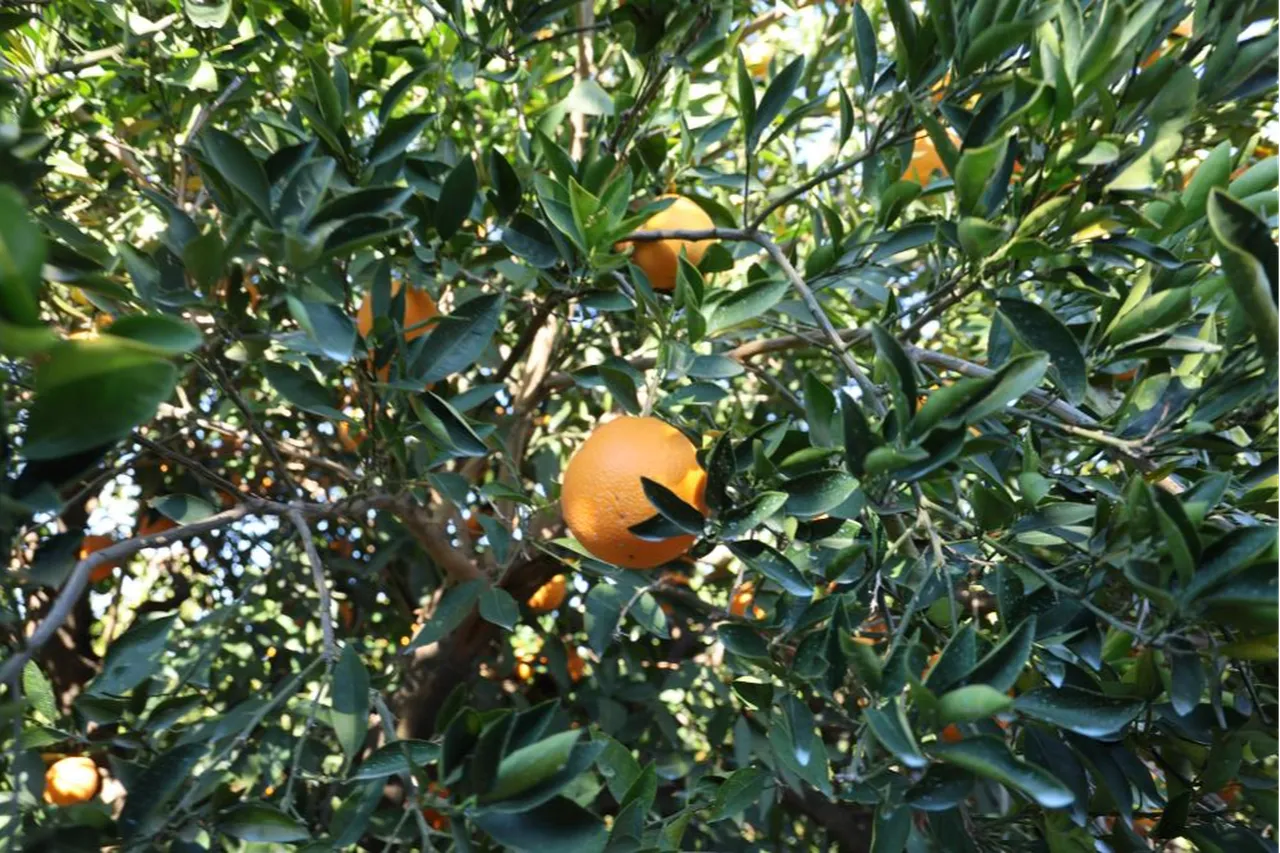 Soğuk havada hasat başladı! Dalında kilosu 13 liradan satılıyor