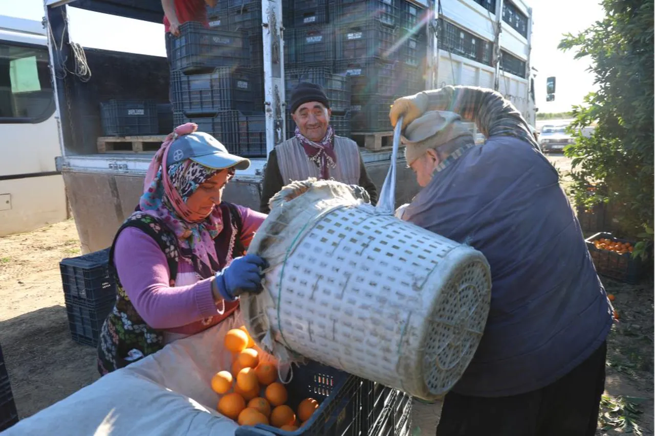 Soğuk havada hasat başladı! Dalında kilosu 13 liradan satılıyor
