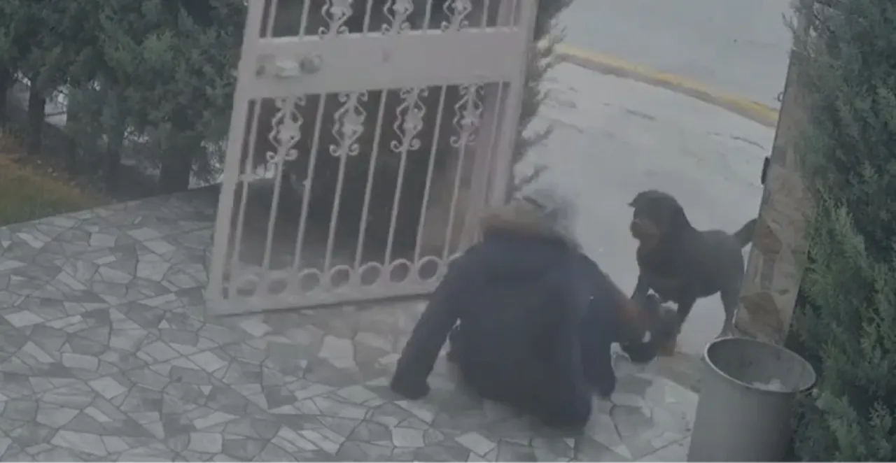 Ankara'da sokak köpekleri kadına saldırdı! Yardımına komşusu yetişti