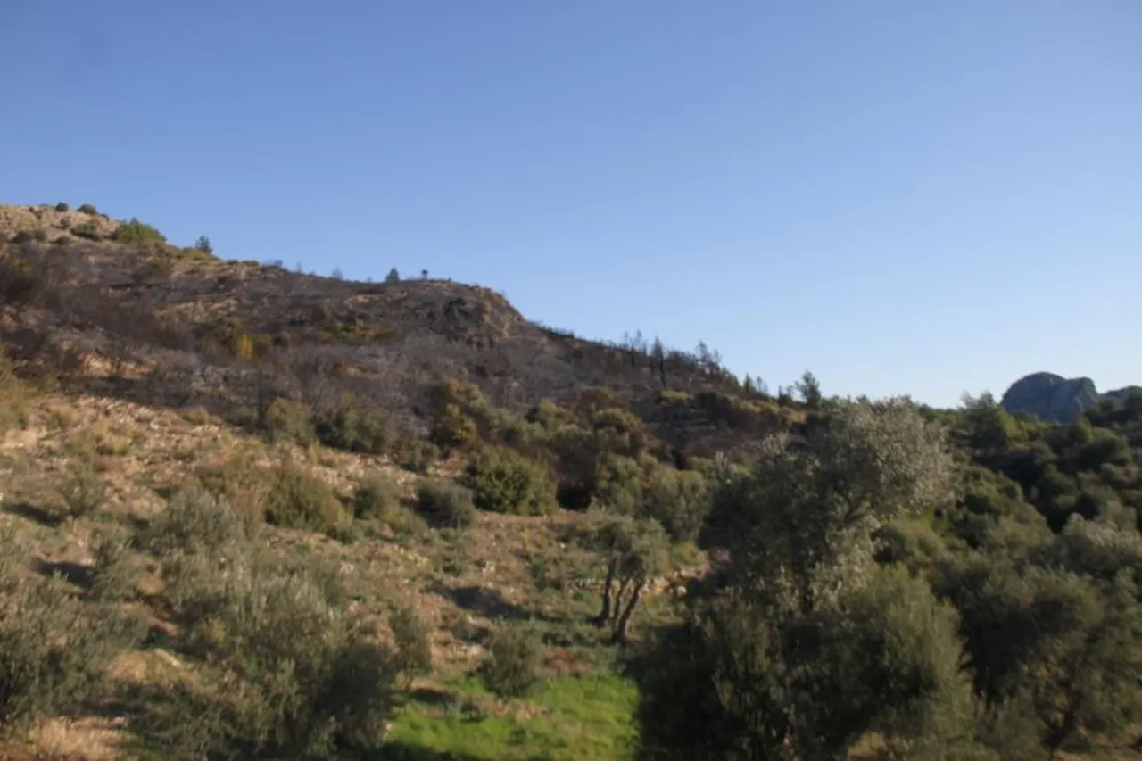 Antalya'daki orman yangınında zararın boyutu ortaya çıktı