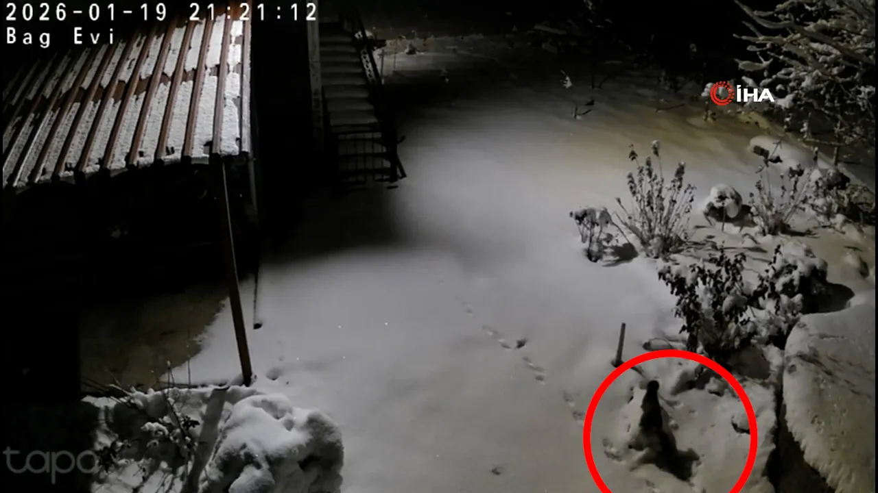 Diyarbakır'da doğadaki açlık kapıya dayandı! Kaya sansarı yiyecek ararken görüntülendi