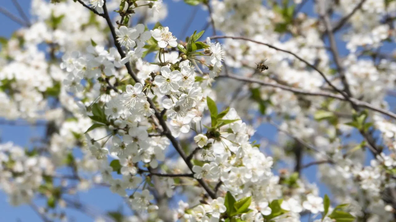 Havalar ne zaman ısınacak? Meteoroloji'den yoğun kar yağışı uyarısı geldi!