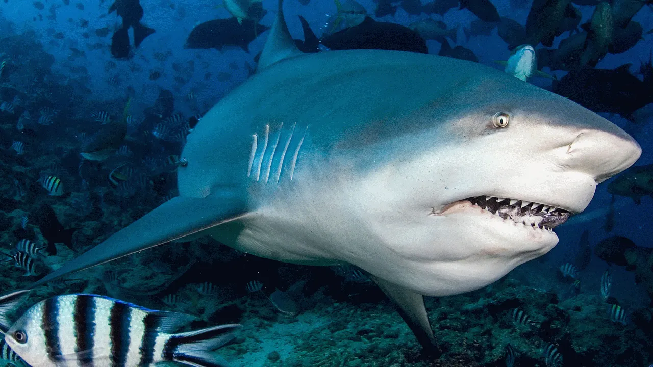 Hem tatlı hem de tuzlu suda yaşıyor, ölüm saçıyor! 48 saatte 4 saldırı oldu...