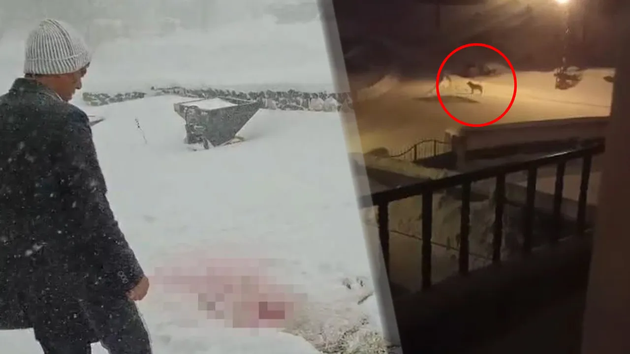 Köyün kabusu oldular! Dağda aç kalan kurtlar köpekleri parçaladı