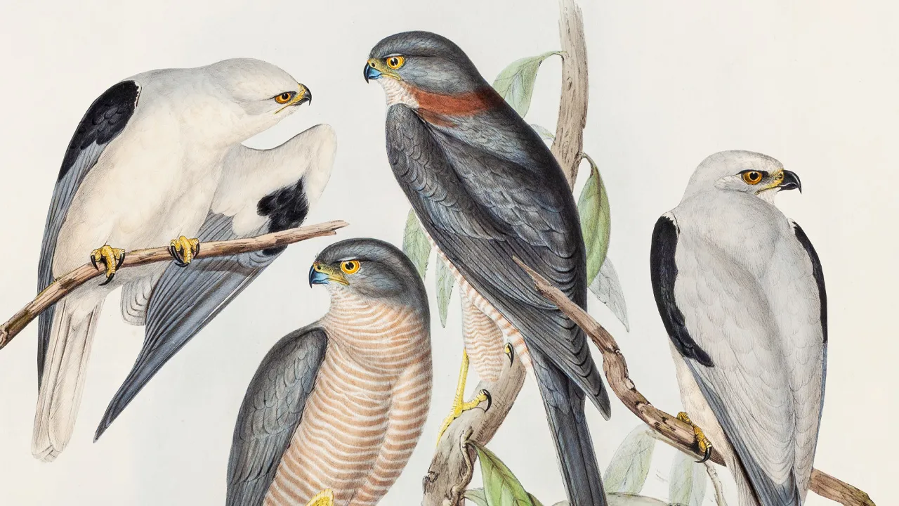 Müzede konser! Kuş sesleriyle ezgiler buluşuyor