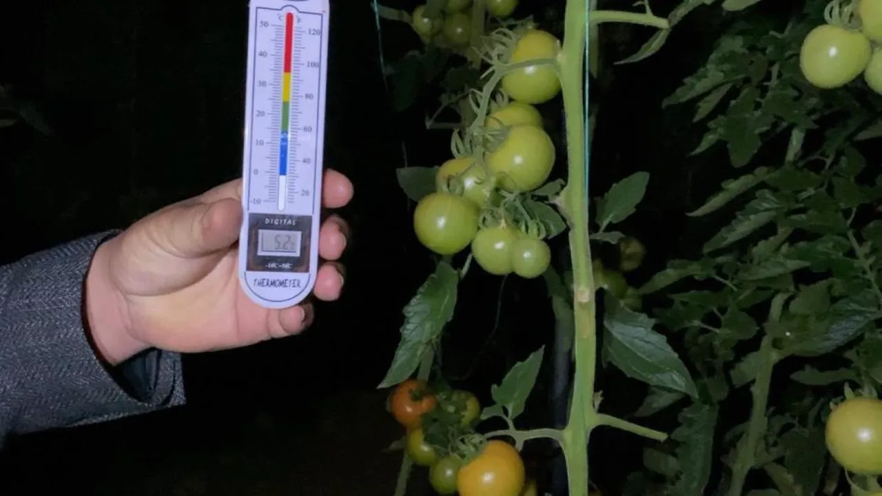 Sıcaklığın 3 derecenin altına düşmemesi lazım! Sabaha kadar nöbet tutuyorlar