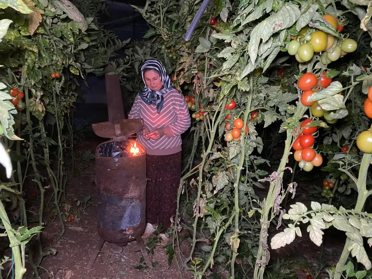 Sıcaklığın 3 derecenin altına düşmemesi lazım! Sabaha kadar nöbet tutuyorlar