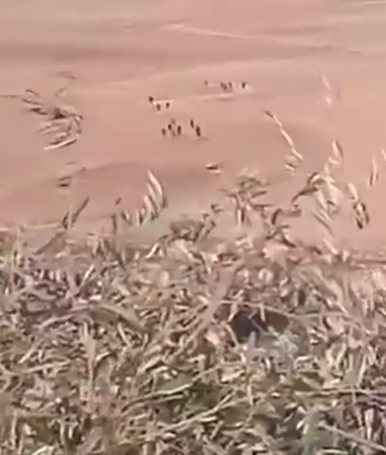 Sarrin’i ve çevresini kaybeden PKK'lı teröristler Ayn el-Arab’a kaçıyor.