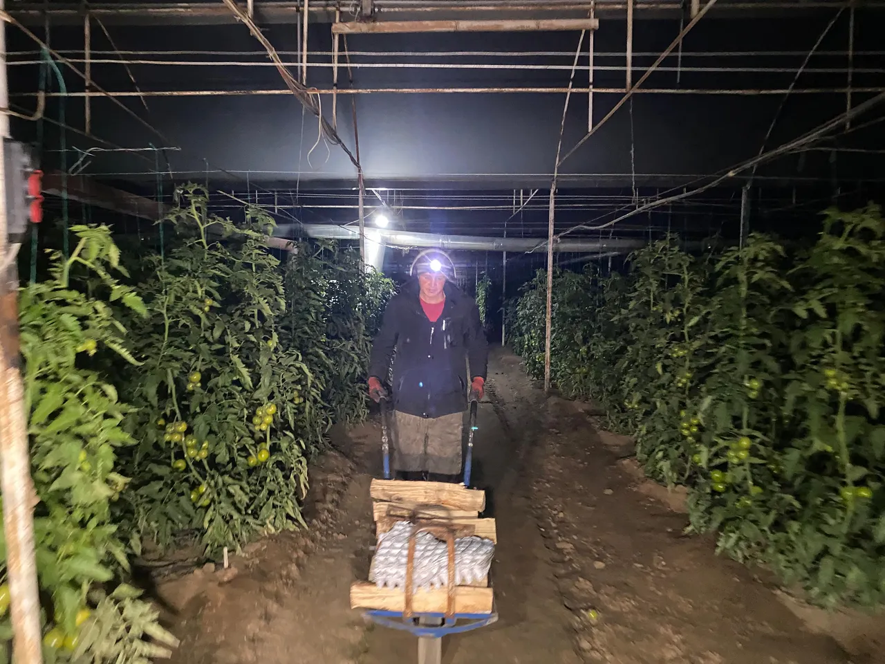 34 ilin kabusuna Antalya’da sıralı önlem! 12 saatlik ‘zirai don’ nöbeti başladı