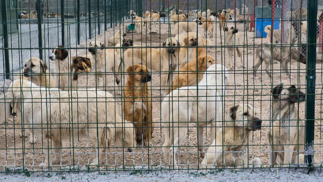 'Barınaktaki aç köpekler birbirini parçaladı' iddiası! Belediye harekete geçti