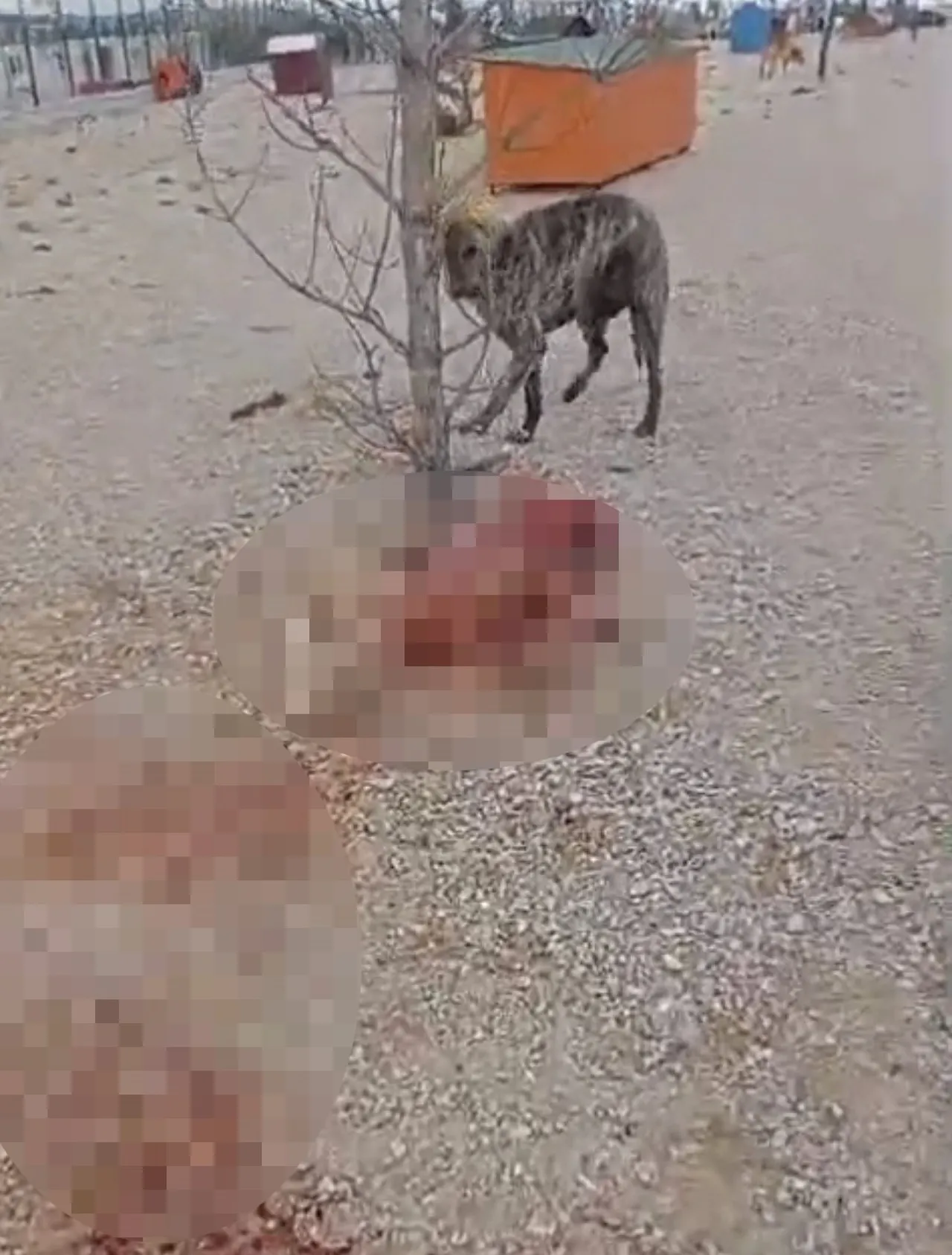 Barınaktaki aç köpekler birbirini parçaladı iddiası! Belediye harekete geçti