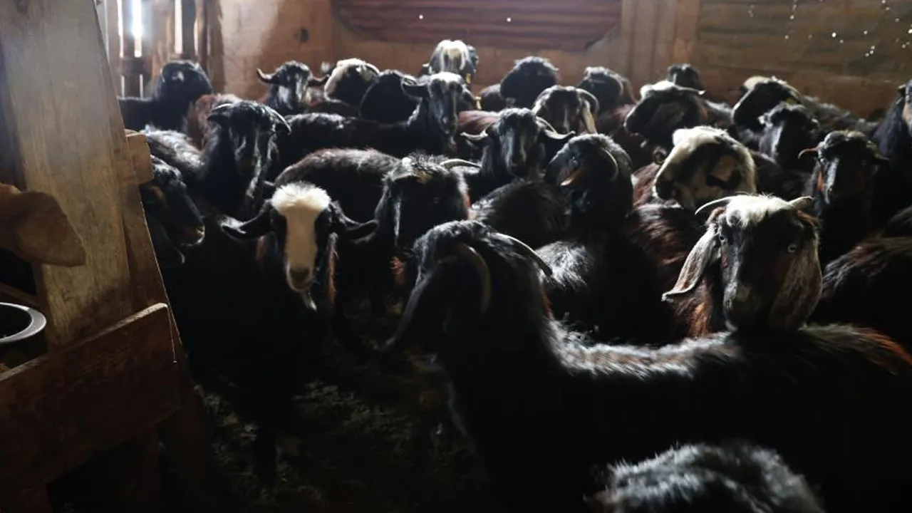 Hayvan sahiplerinin başı kurtlarla dertte! İşi bırakma noktasındalar