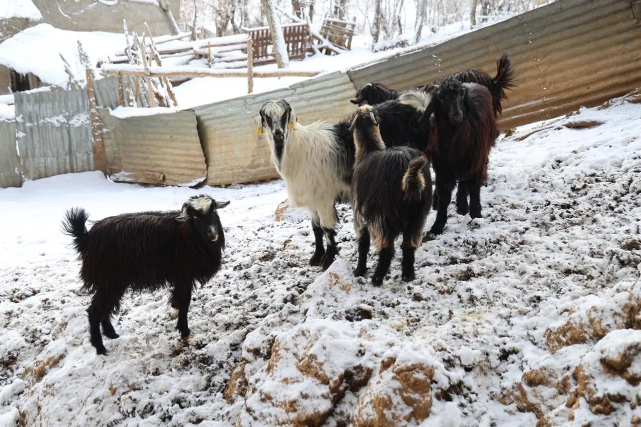 Hayvan sahiplerinin başı kurtlarla dertte! İşi bırakma noktasındalar