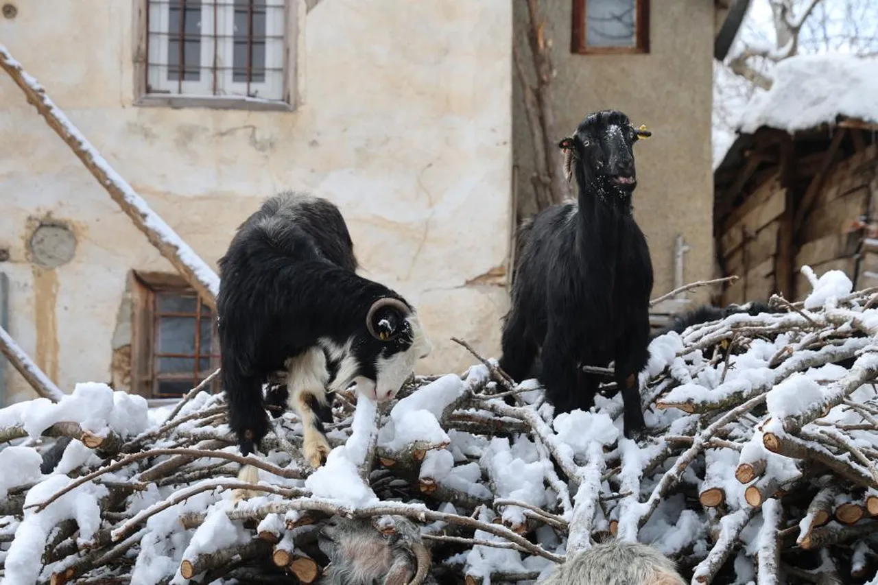 Hayvan sahiplerinin başı kurtlarla dertte! İşi bırakma noktasındalar