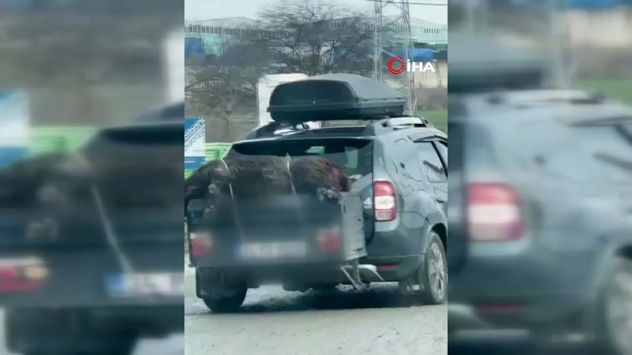 Ölü domuzu aracın arkasında taşıdılar! O anlar kamerada