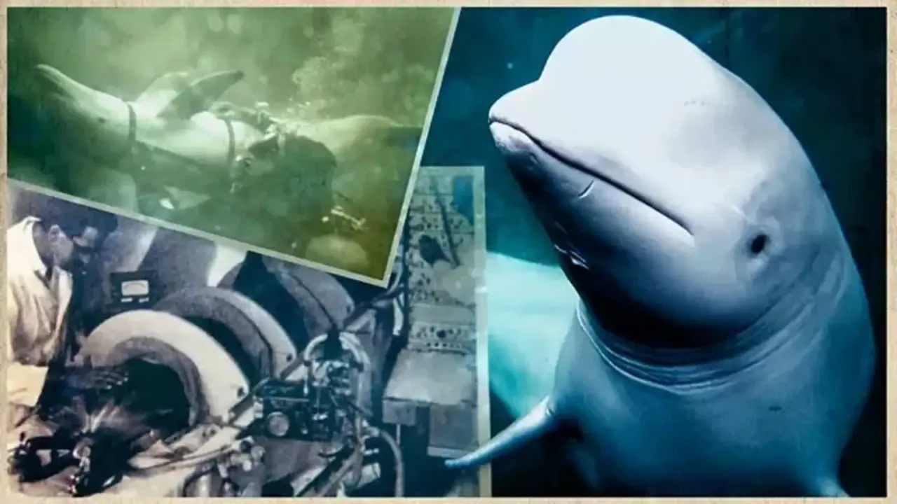 Putin balina kullandı, ABD yarasa bombası geliştirdi! İngiliz basını gizli savaşı ifşa etti