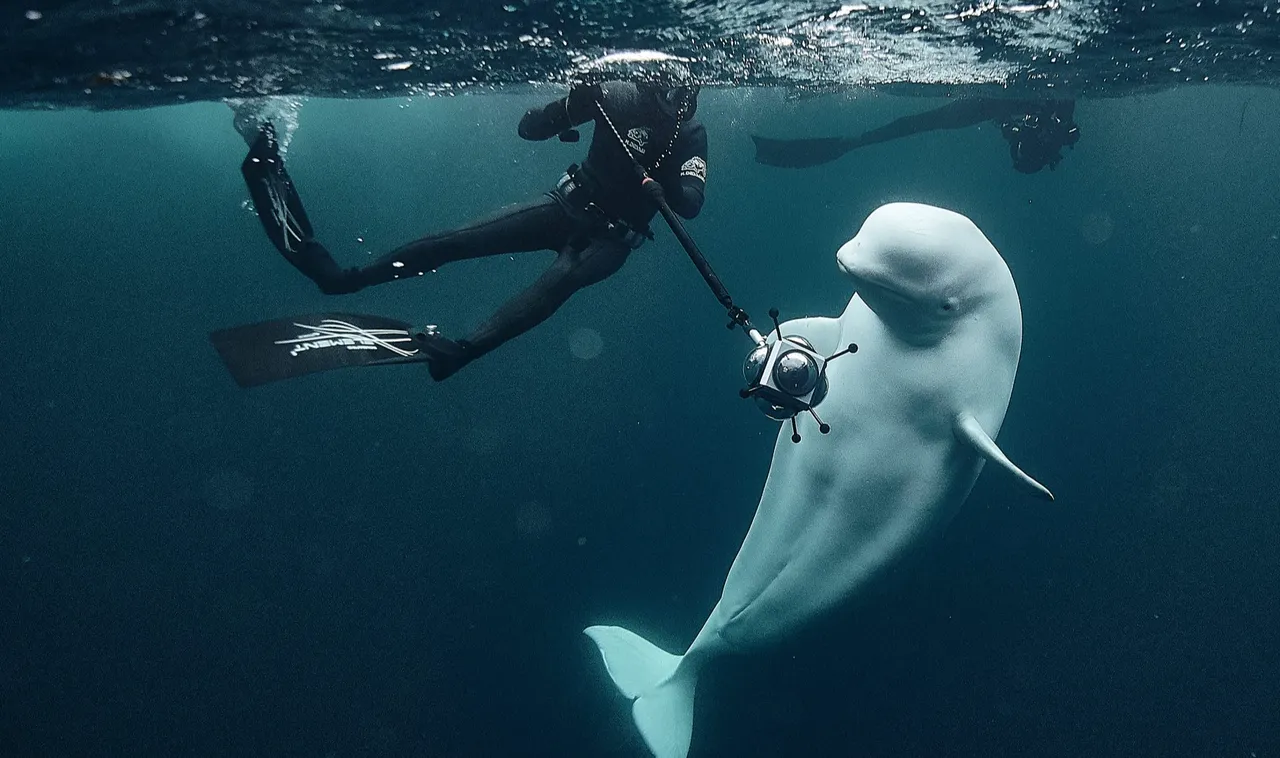 Putin balina kullandı, ABD yarasa bombası geliştirdi! İngiliz basını gizli savaşı ifşa etti