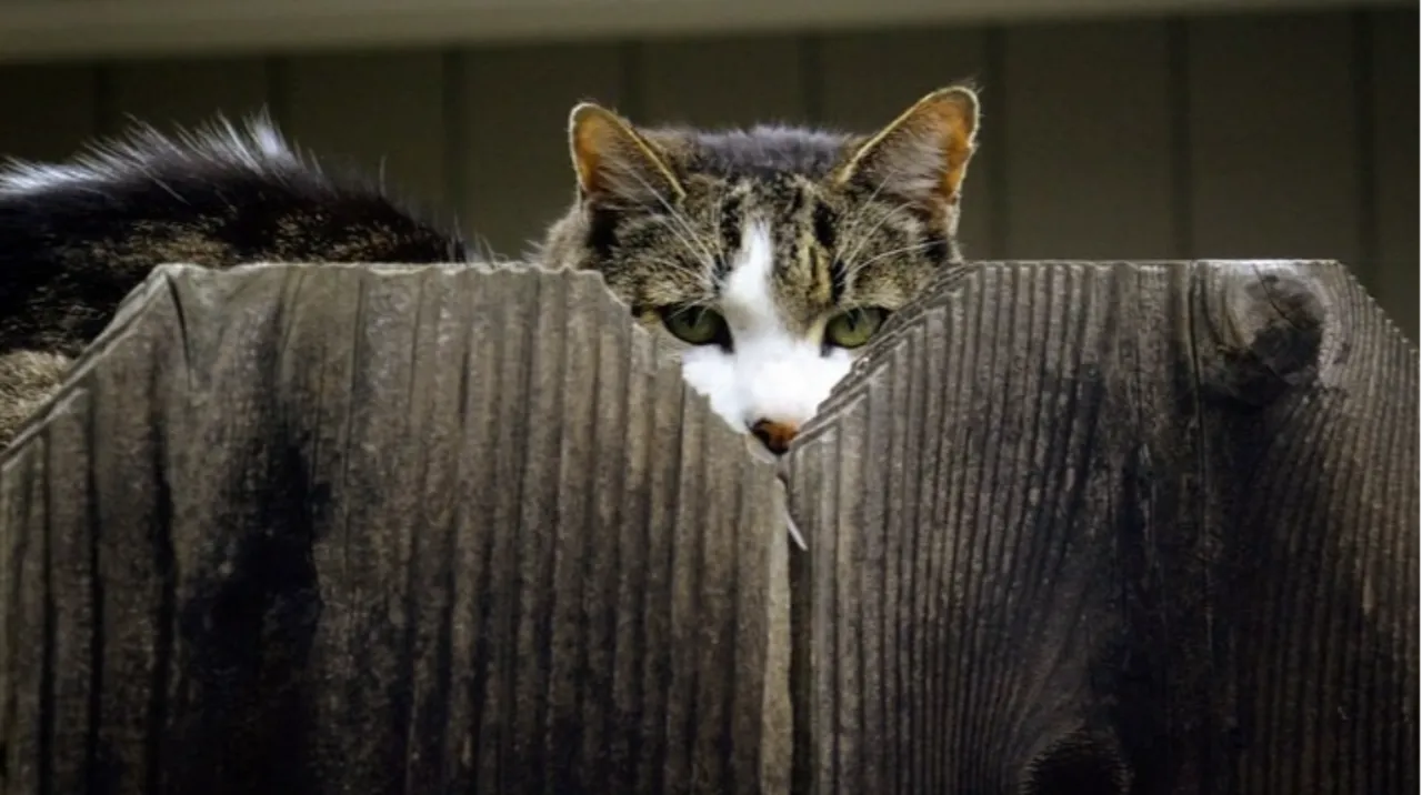 Putin balina kullandı, ABD yarasa bombası geliştirdi! İngiliz basını gizli savaşı ifşa etti