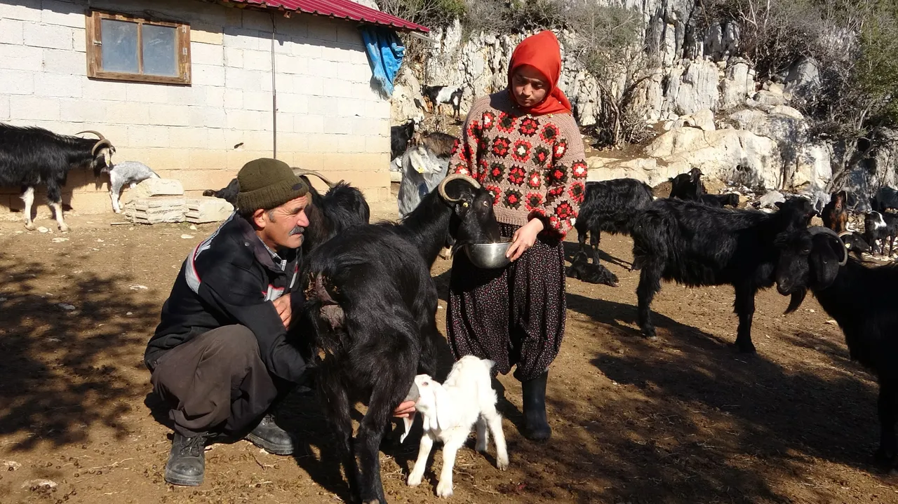 Üniversiteyi bitirdi, köy hayatını seçti! Hollanda’dan gelip Yörük kızı Ayşe’yi izliyorlar