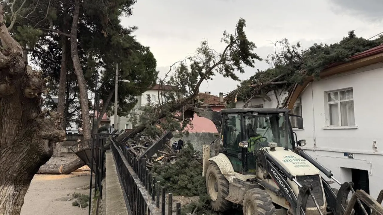 Ağaç okul bahçesine devrildi! Okulların tatil olması faciayı önledi