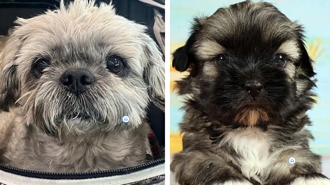 2.1 milyon lira harcadı, 11 ay bekledi! Ölen köpeğini klonlatan kadın pişman oldu