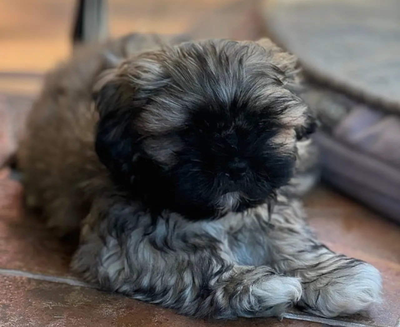 2.1 milyon lira harcadı, 11 ay bekledi! Ölen köpeğini klonlatan kadın pişman oldu