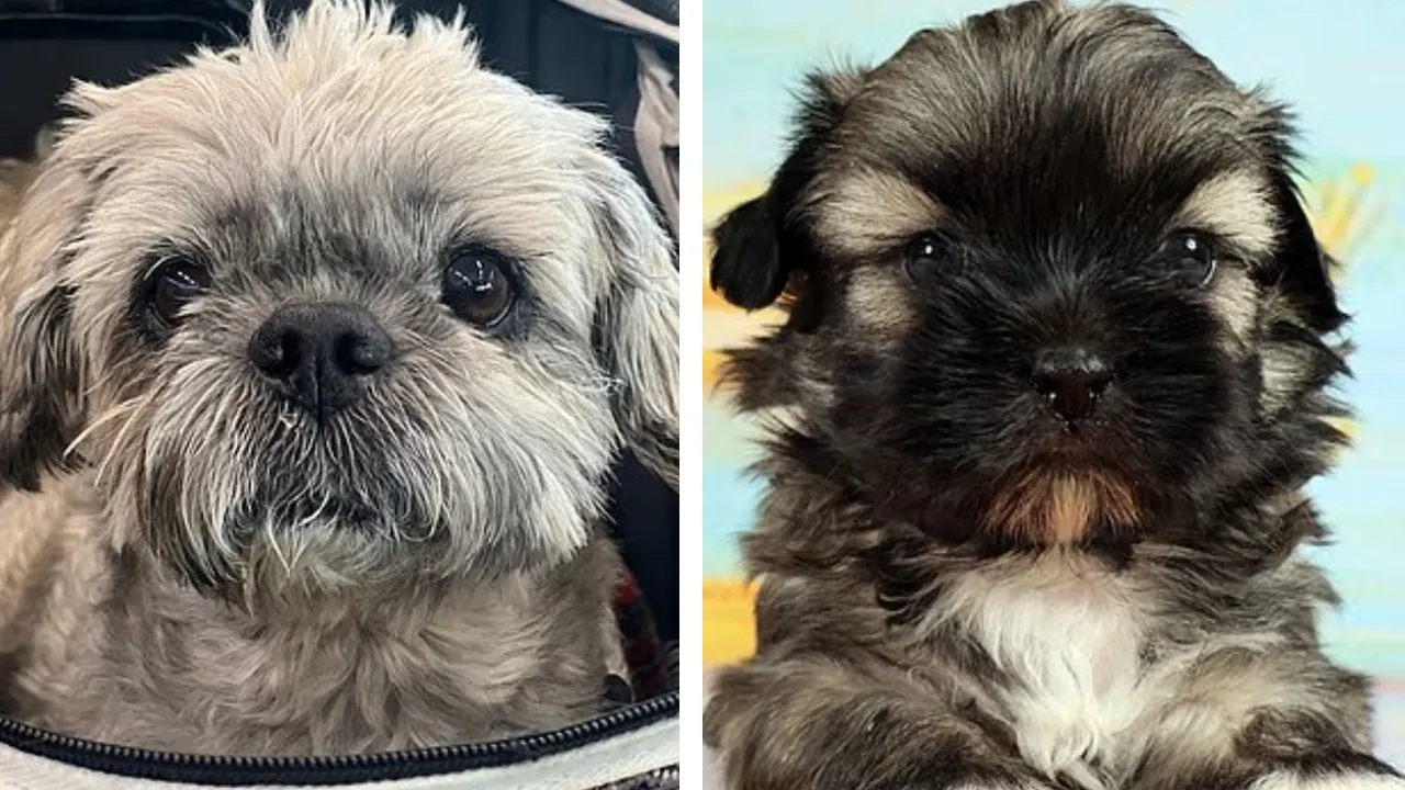 2.1 milyon lira harcadı, 11 ay bekledi! Ölen köpeğini klonlatan kadın pişman oldu