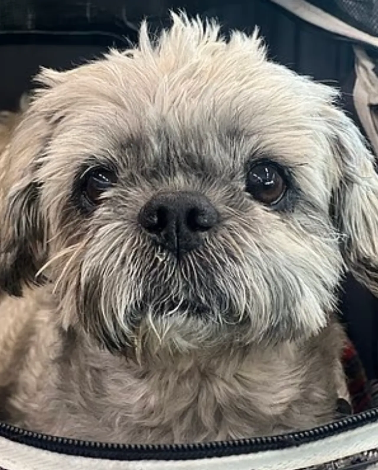 2.1 milyon lira harcadı, 11 ay bekledi! Ölen köpeğini klonlatan kadın pişman oldu