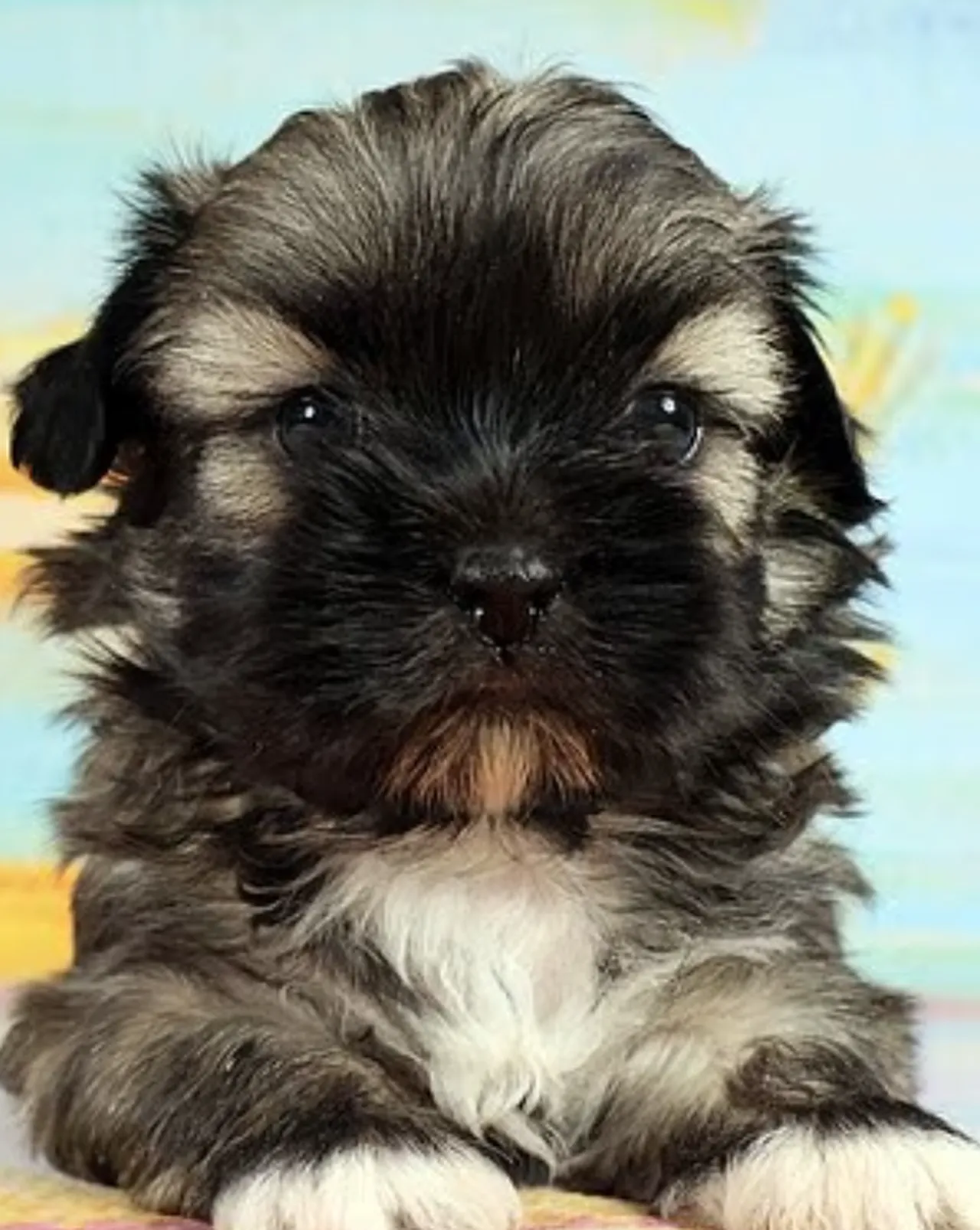 2.1 milyon lira harcadı, 11 ay bekledi! Ölen köpeğini klonlatan kadın pişman oldu