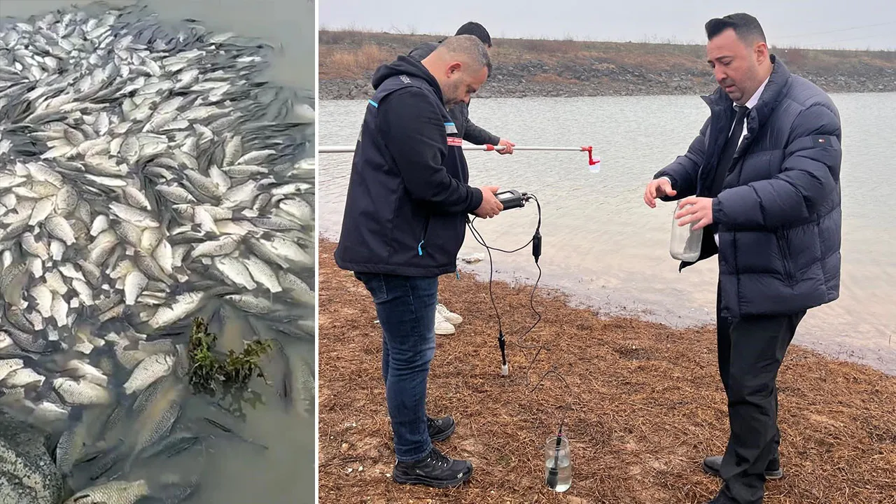 Göldeki balık ölümleri korkuttu! Sudan numune alındı