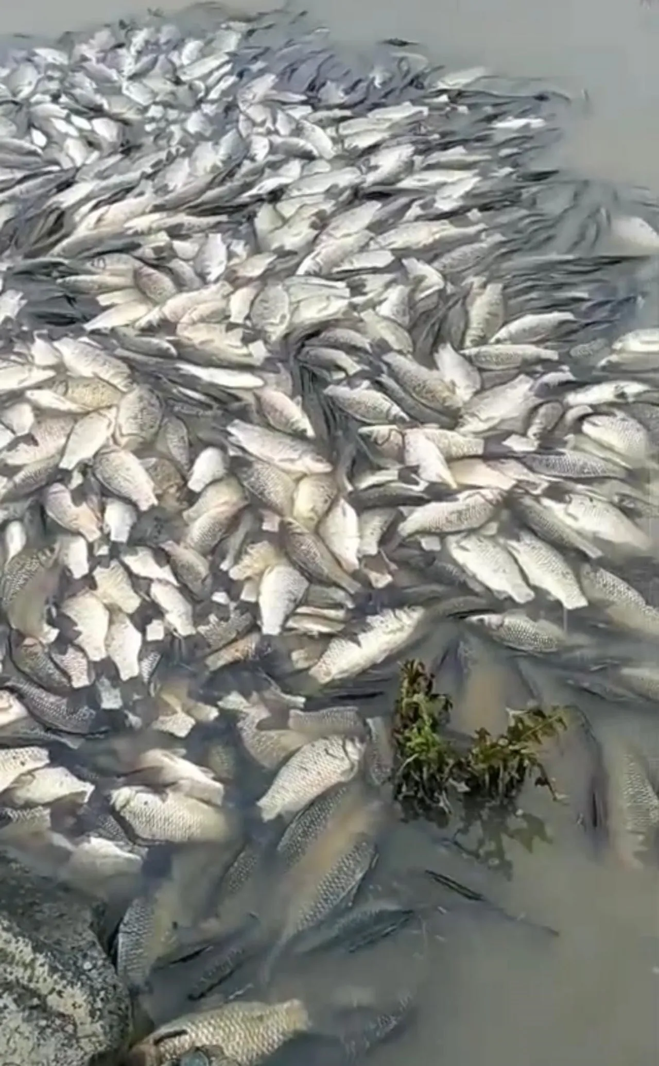 Göldeki balık ölümleri korkuttu! Sudan numune alındı