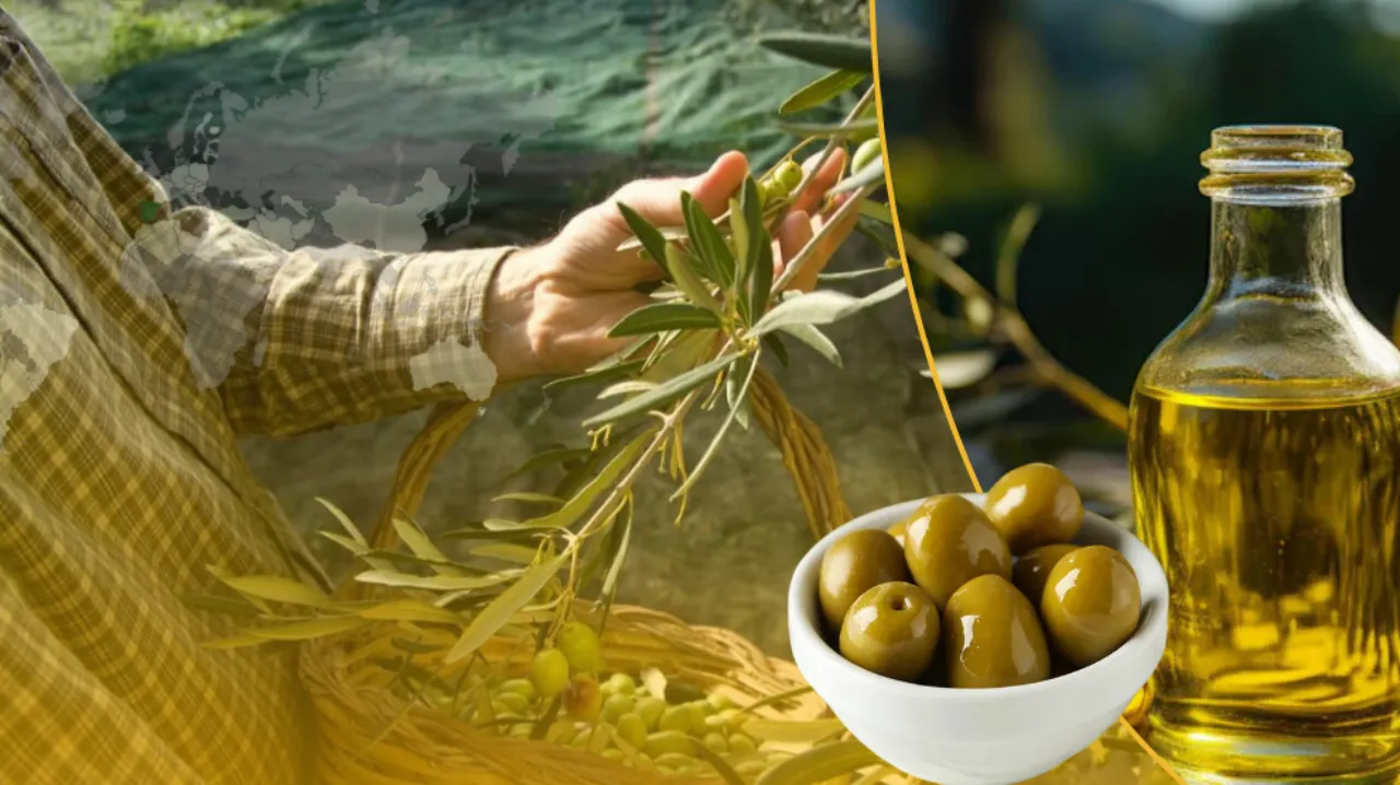 İtalya’yı tahtından etti! Türkiye zeytinde dünya ikincisi oldu