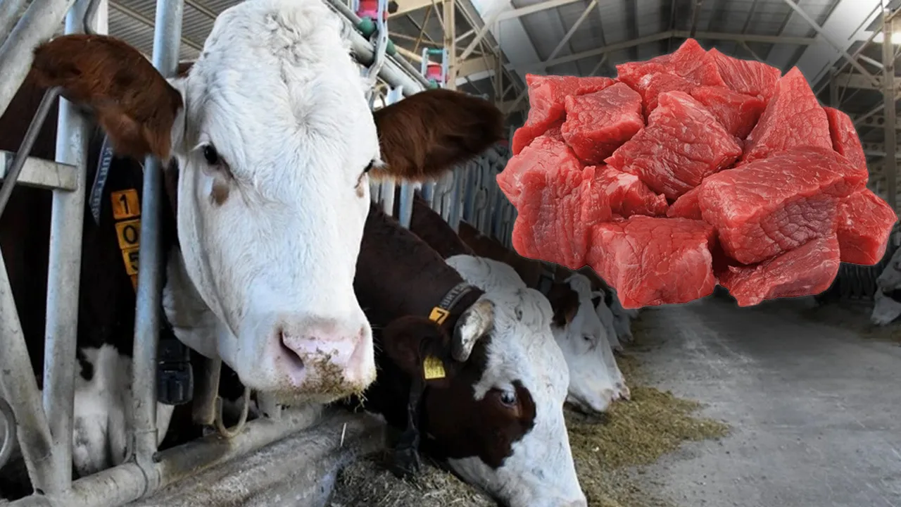 Kırmızı et açığına yerli çözüm! Bakanlık, Amasya'yı pilot il seçti