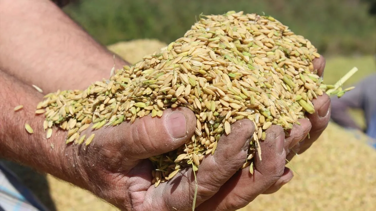 TMO, çeltik alım fiyatlarını açıkladı! Ton başına... 