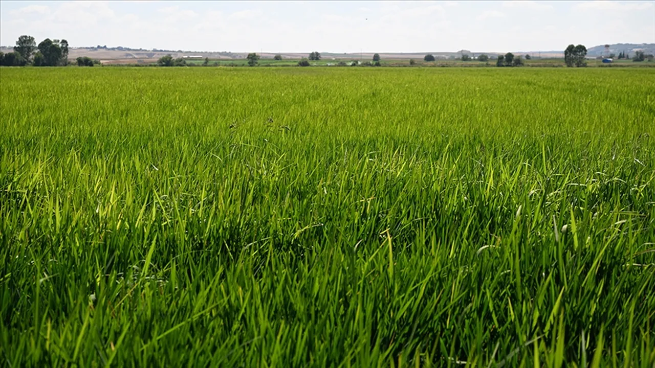 TMO, çeltik alım fiyatlarını açıkladı! Ton başına...