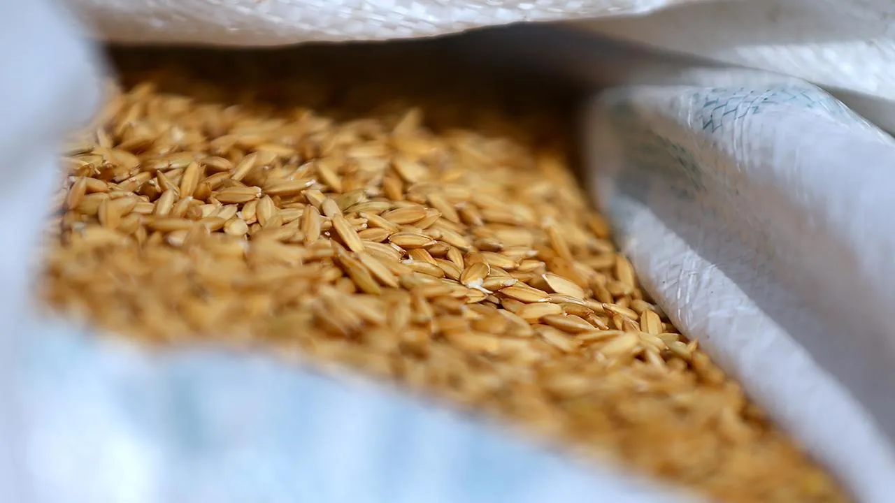 TMO, çeltik alım fiyatlarını açıkladı! Ton başına...