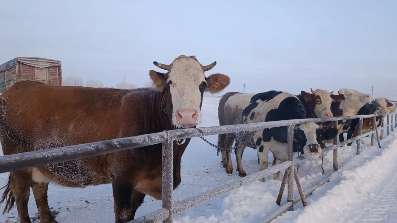  Türkiye'nin en büyük hayvan pazarına ‘kar’ engeli: Kapatıldı 