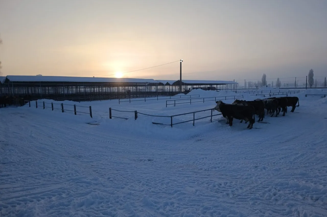 Türkiyenin en büyük hayvan pazarına ‘kar’ engeli: Kapatıldı